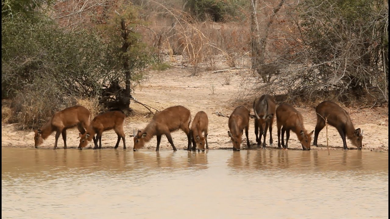 Wildlife in Pendjari National Park, Benin (February 2012)