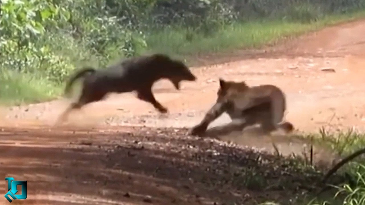 Это Попало На Камеру! Редкие Кадры с Животными Что Взорвали Интернет