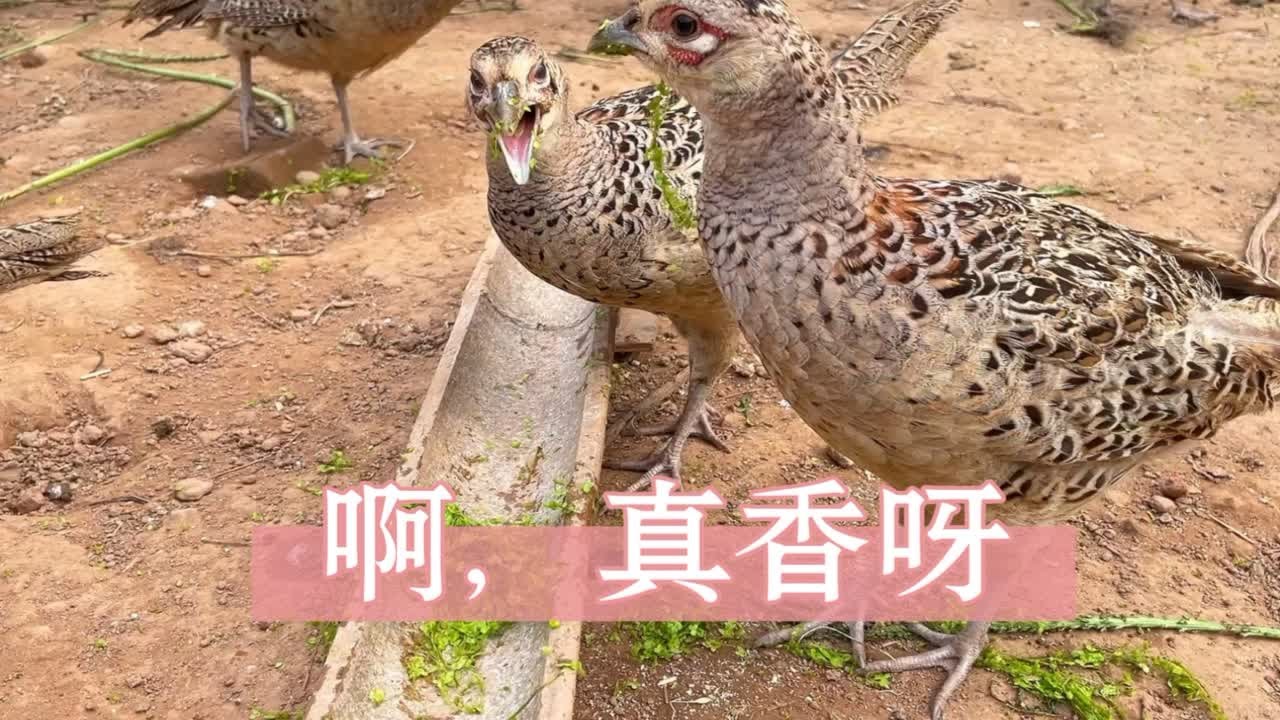 用这种青饲料喂鸡鸭，绝对错不了
