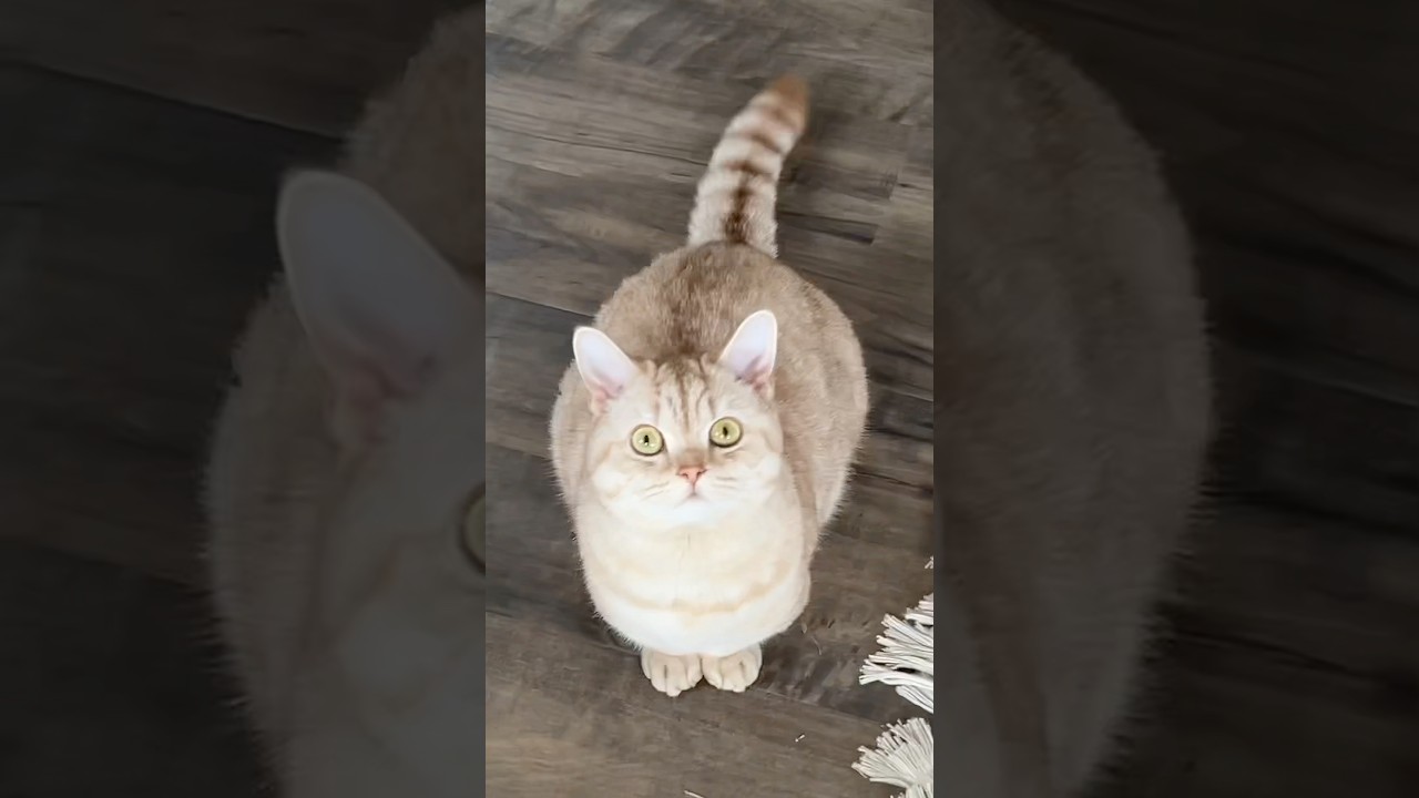 Владельцы кошек понимают #кошка #кошки #любителькошек