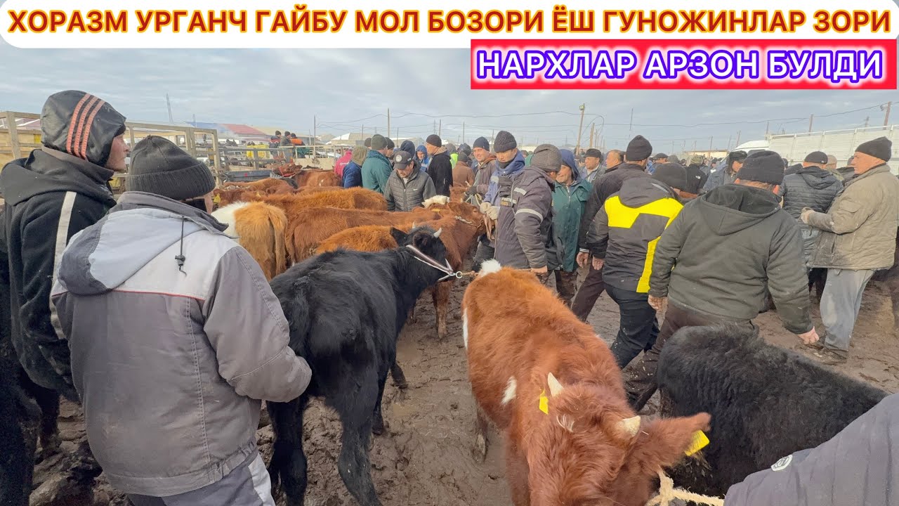 ХОРАЗМ УРГАНЧ ГАЙБУ МОЛ БОЗОРИ ЁШ ГУНОЖИНЛАР ЗОРИ НАРХЛАР АРЗОН БУЛДИ 27-января 2026 г.