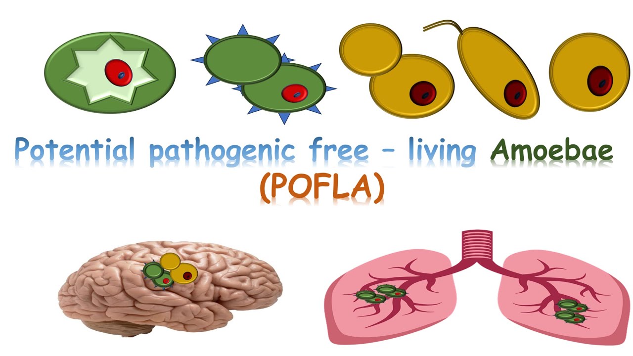 شرح Potentially pathogenic free - living amoebae