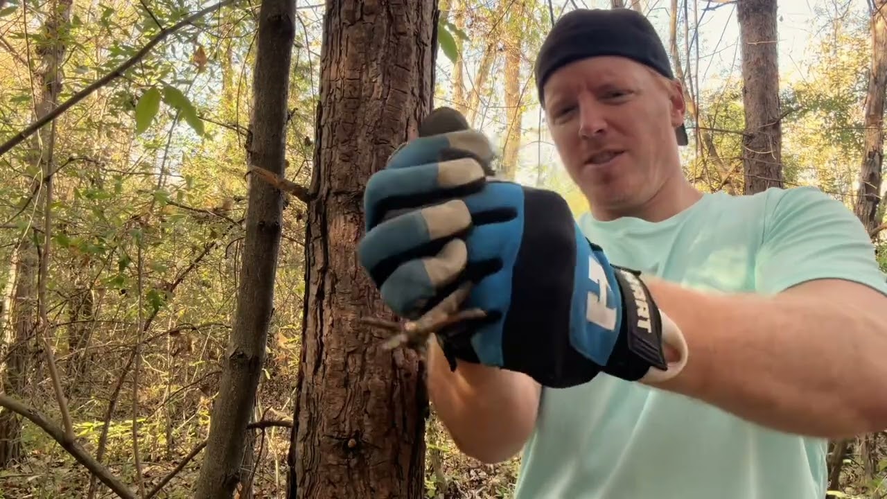 ASMR | Giving a Tree a Massage