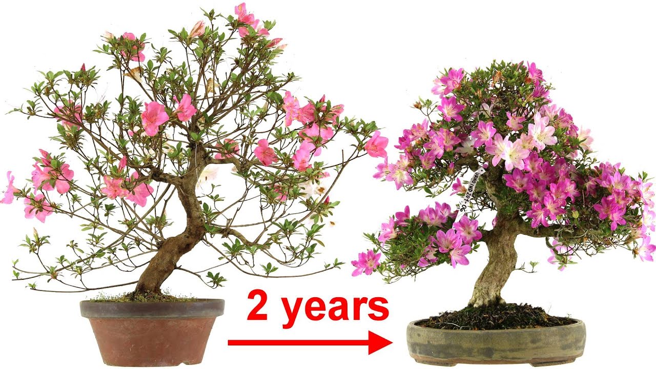 Satsuki azalea: Styling + pot making + potting of prebonsai