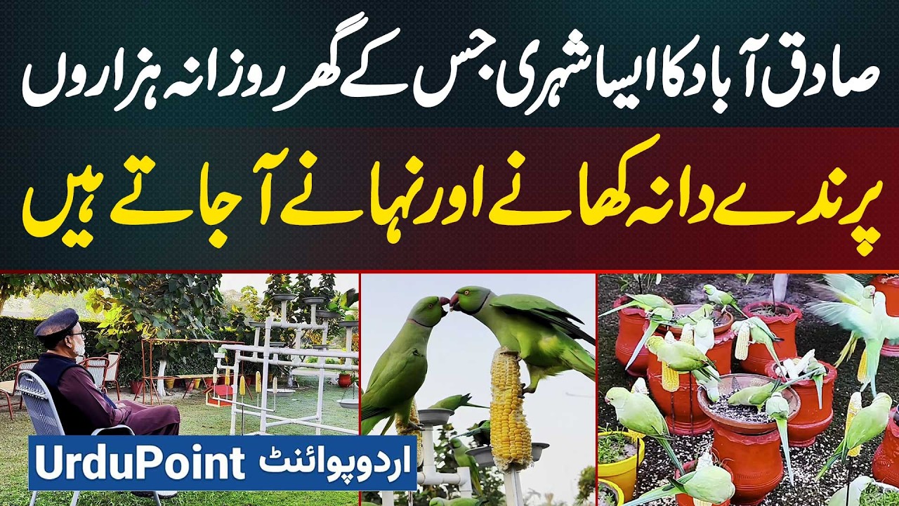 A Unique Love for Birds - Pakistani Whose House Is Visited by Thousands of Birds for Food & Bathing