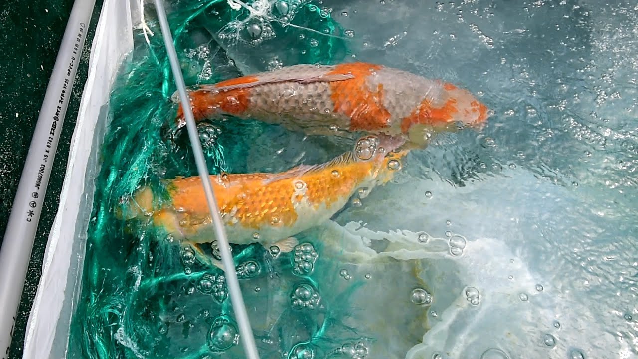 Modern Koi Blog #915 - Live from Japan: Ablaichen der Elterntiere Karashigoi, Showa und Ochiba