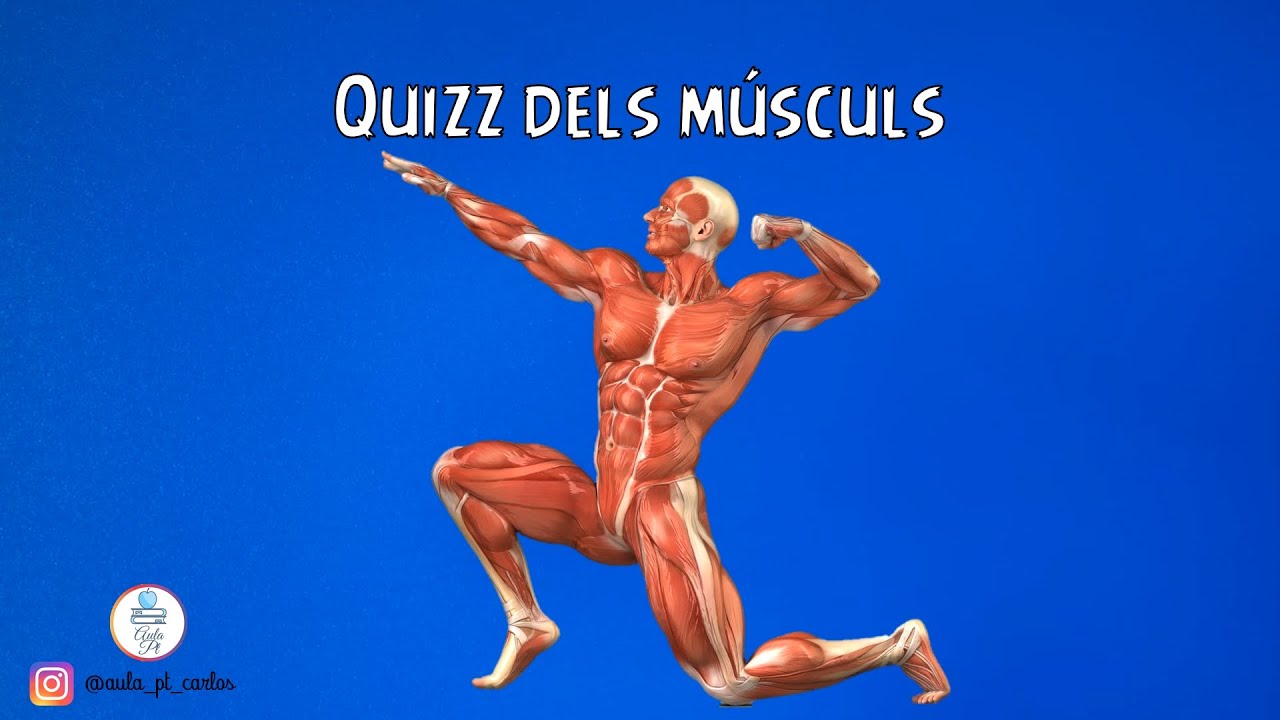 Quizz dels m&uacute;sculs