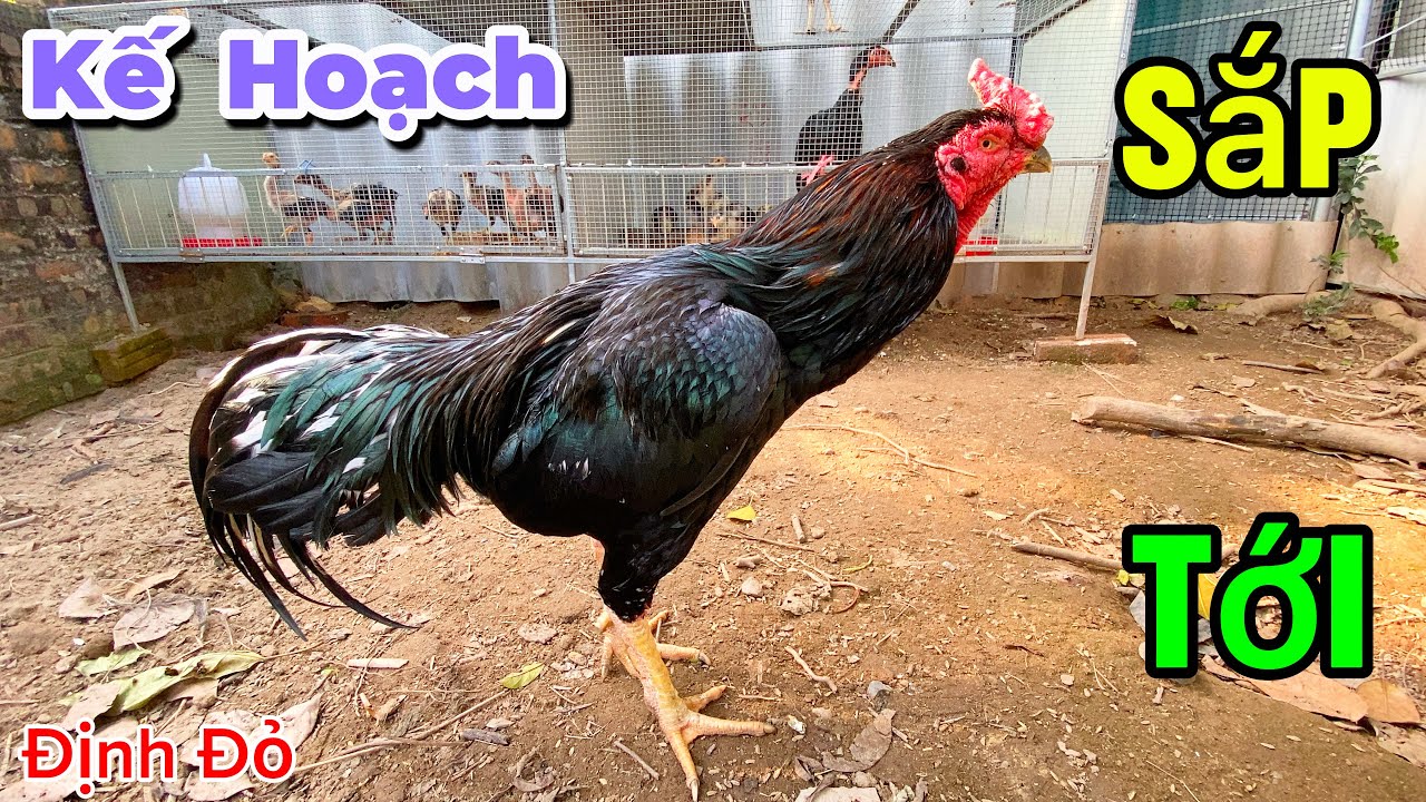 Kế Hoạch Sắp Tới Và Kiếm Rau Cho Gà | Định Đỏ
