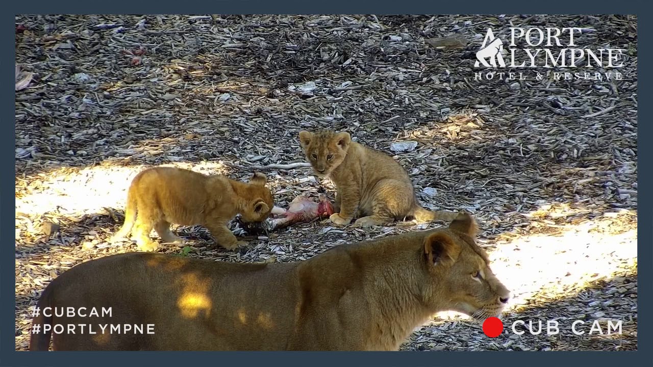 Lion Cub Cam Highlight | Its Not Easy Being A Playful Lion Cub