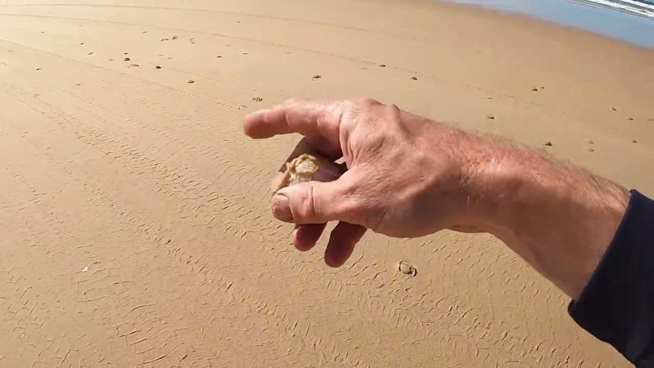 Finding pippies on the beach