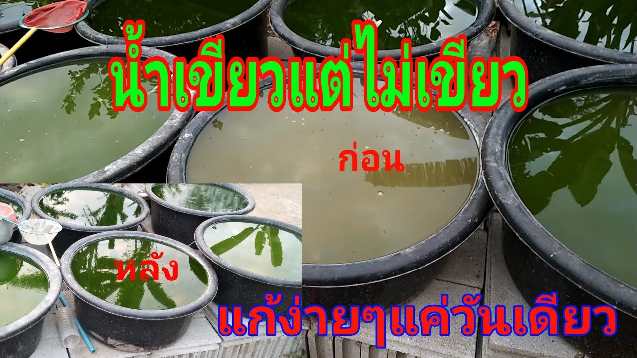 แก้ปัญหาน้ำเขียวทำแล้วไม่ยอมเป็น แค่เต็มวันเดียวก็กลับมาเขียว