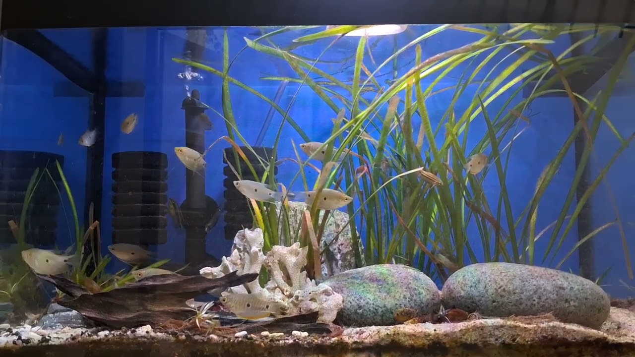 Gourami Baby in group
