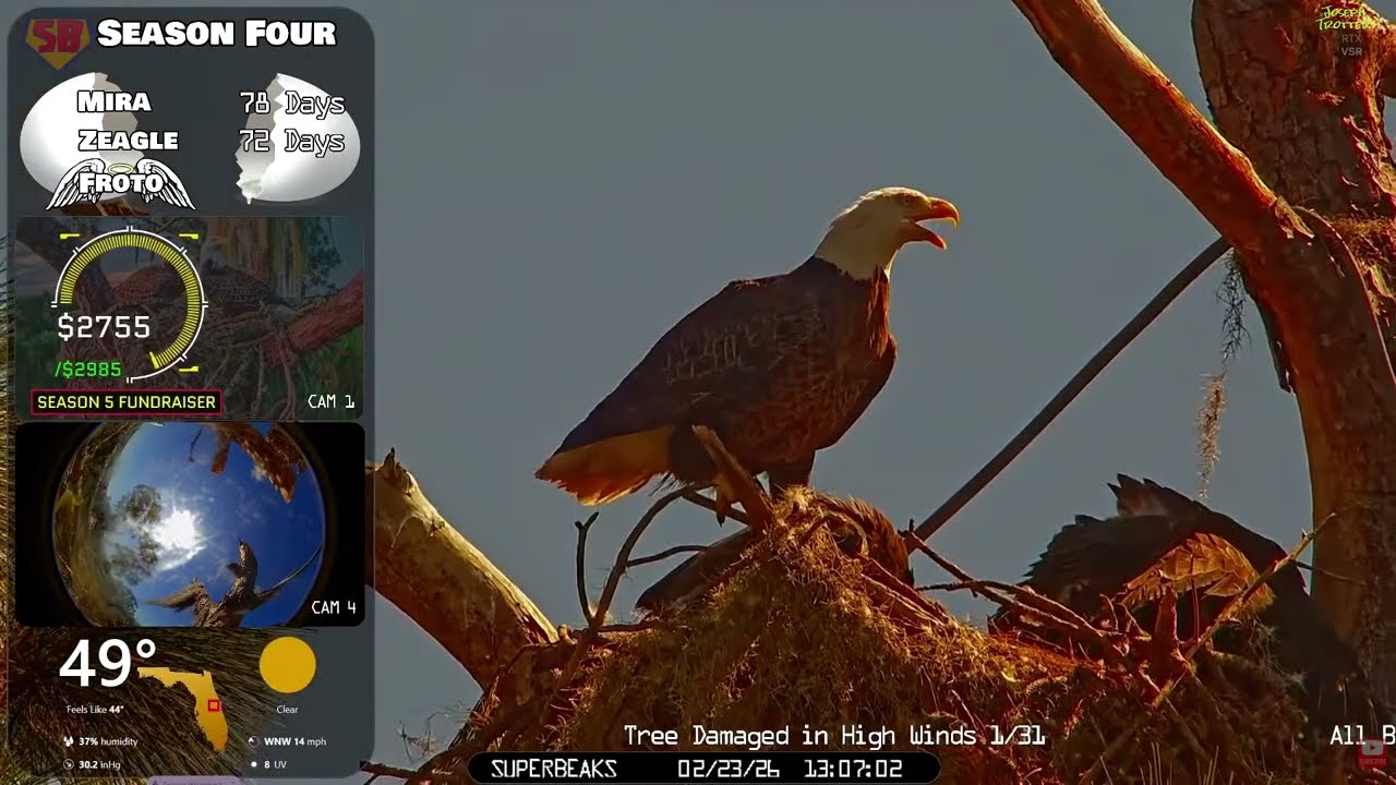 🦅Yesterday at SuperBeaks | Feb 23, 2026-Feeding shenanigans & Stuffed crops! Another beautiful day!💕