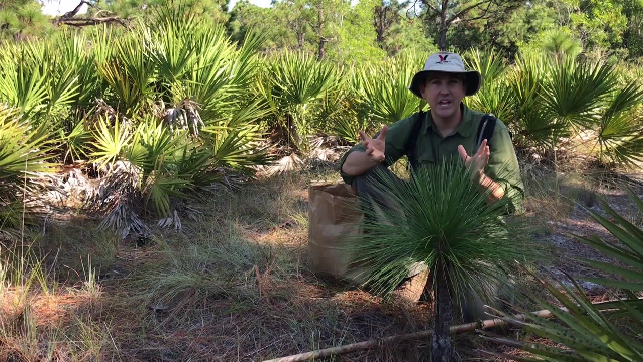 Florida in Focus - Longleaf Pine Stages