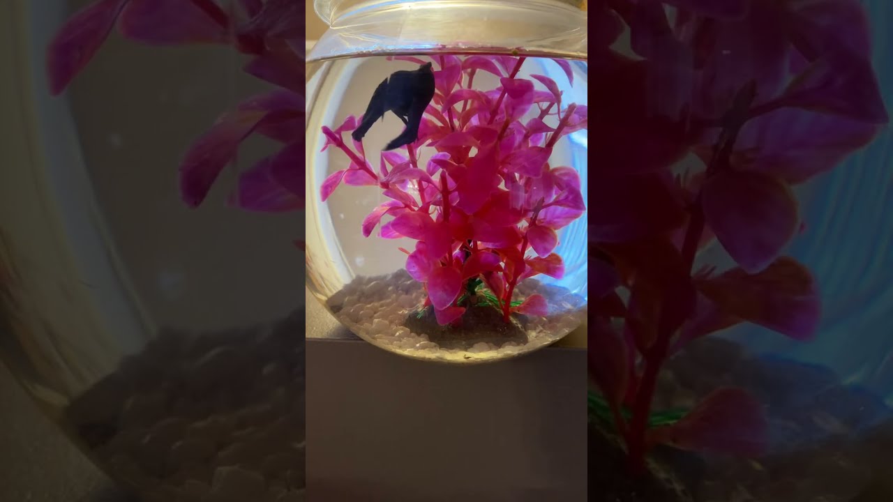 Join me watching fish party 🤗🤗