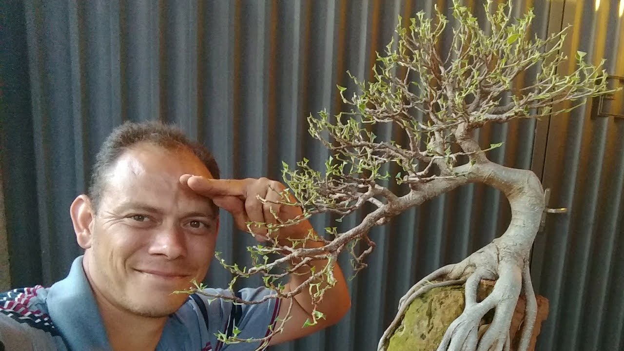 Desfolha em Bonsai de Ficus e dicas da espécie