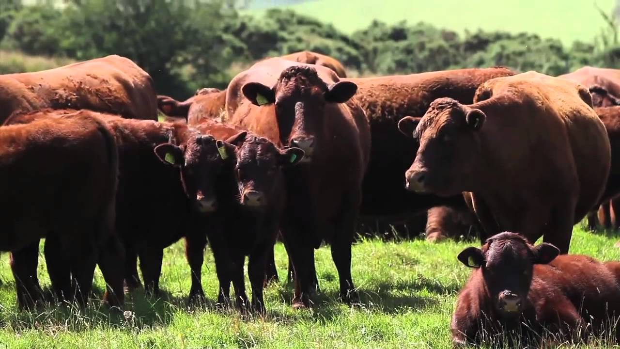 Visit the Farm | Yarner Farm