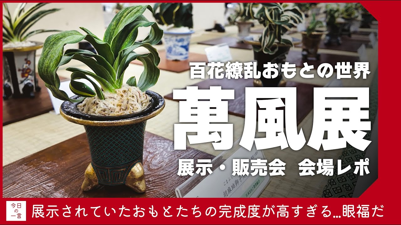 【古くて新しい沼】おもとの展示・販売会「萬風展」が未知の世界だったけど圧倒空間だったので珍奇植物好きにお見せしたい【アガベ・塊根・多肉】