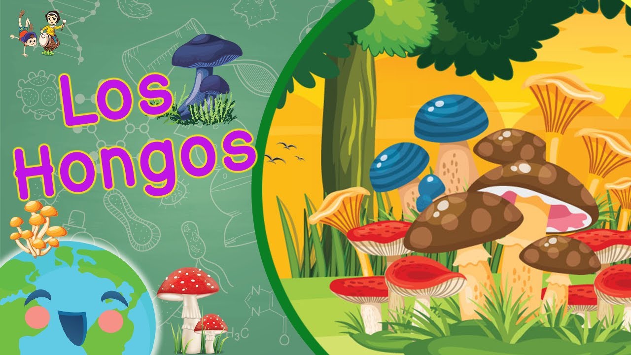 Los Hongos para Niños (Videos Educativos para Niños)