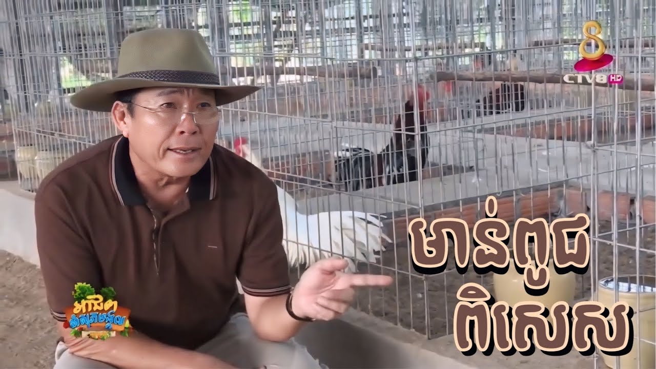 កសិដ្ឋានវិមានបក្សី បង្កាត់ ចិញ្ចឹម និងផលិតចំណីមាន់ពូជពិសេសដោយខ្លួនឯង