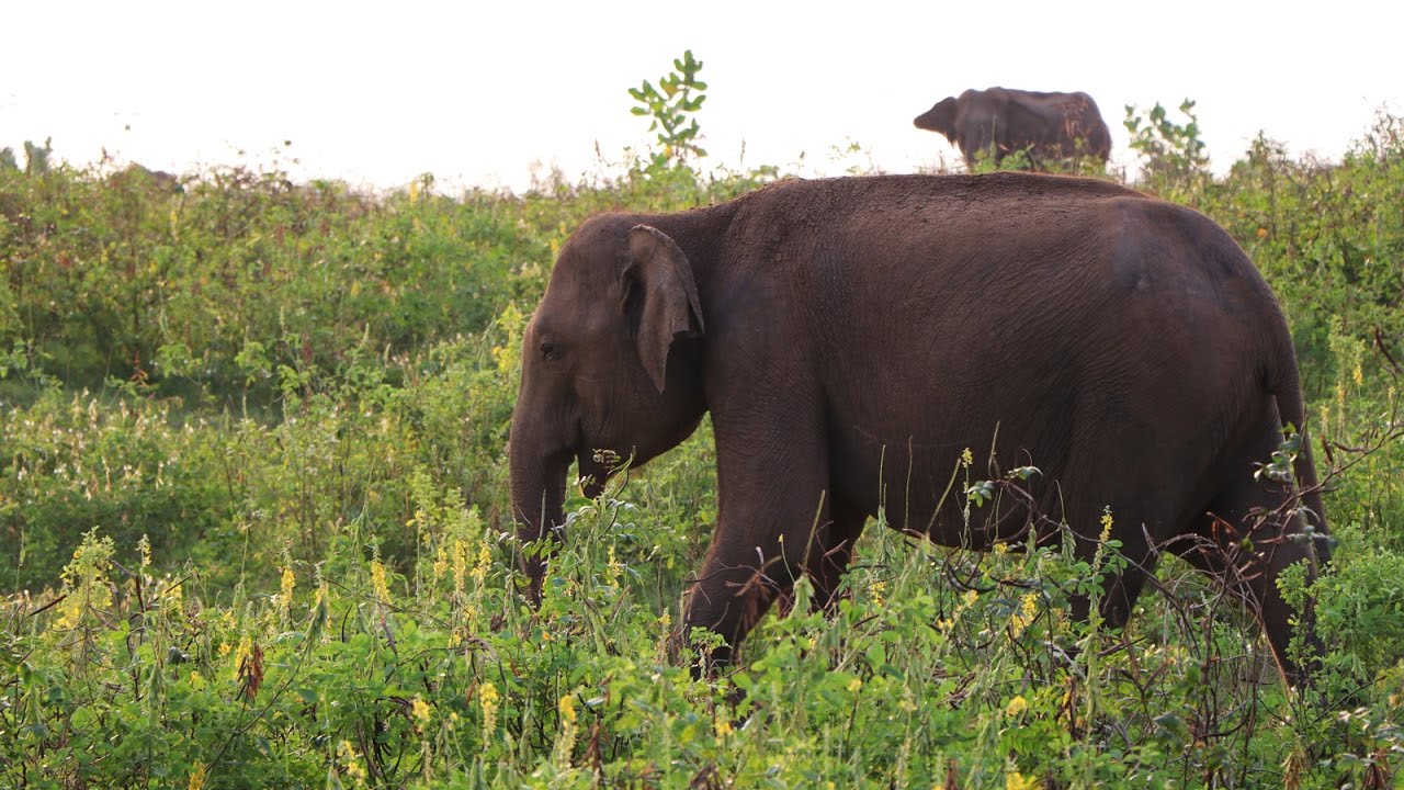 UDAWALAWE ELEPHANT SAFARI - Sri Lanka Vlog
