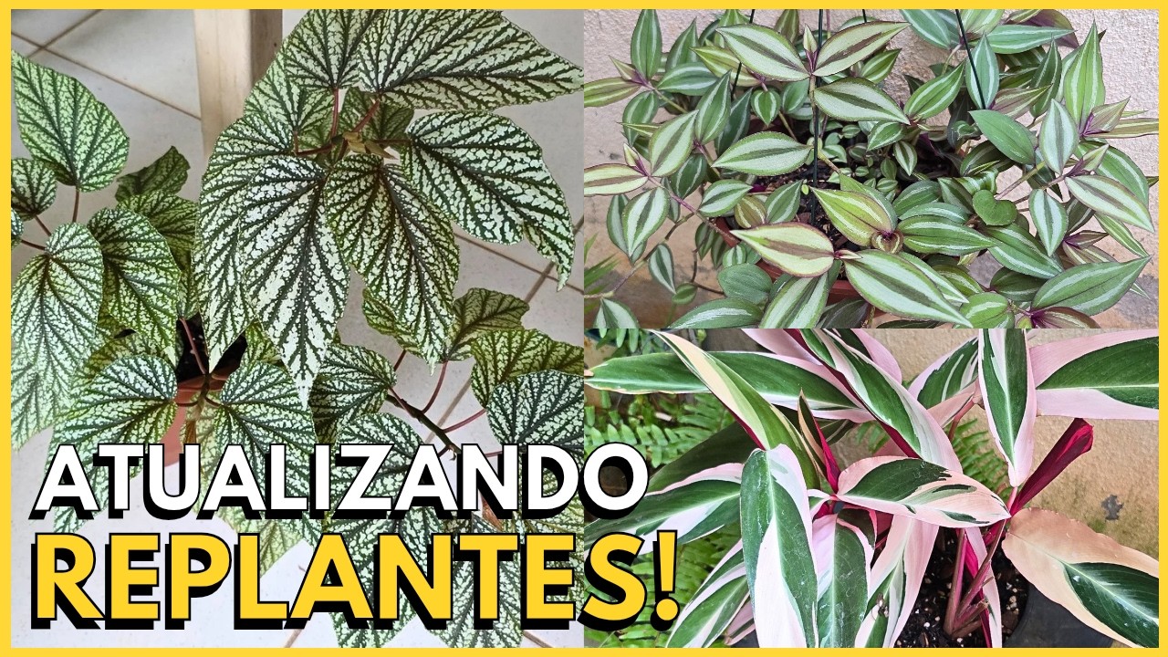 ATUALIZANDO AS PLANTAS REPLANTADAS NOS VÍDEOS DO CANAL ☝️🪴