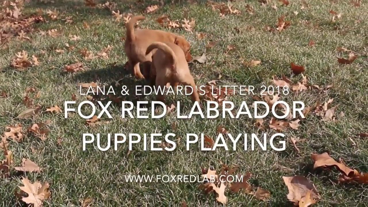 Puppies, Fox Red Labs, playing    6 Weeks old