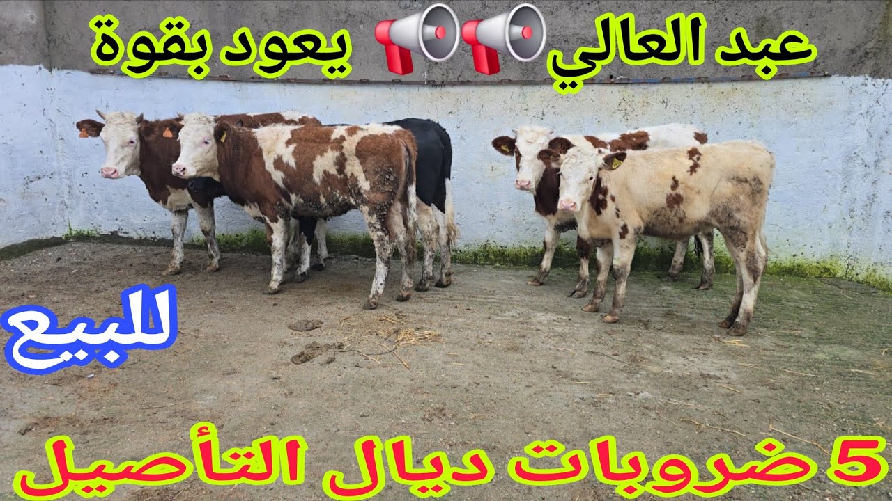 دائما الجديد 💫5 ضروبات ديال التأصيل📞 إتصل 06.09.33.67.35📞 ألو سي عبد العالي نواحي الغرب 🇲🇦