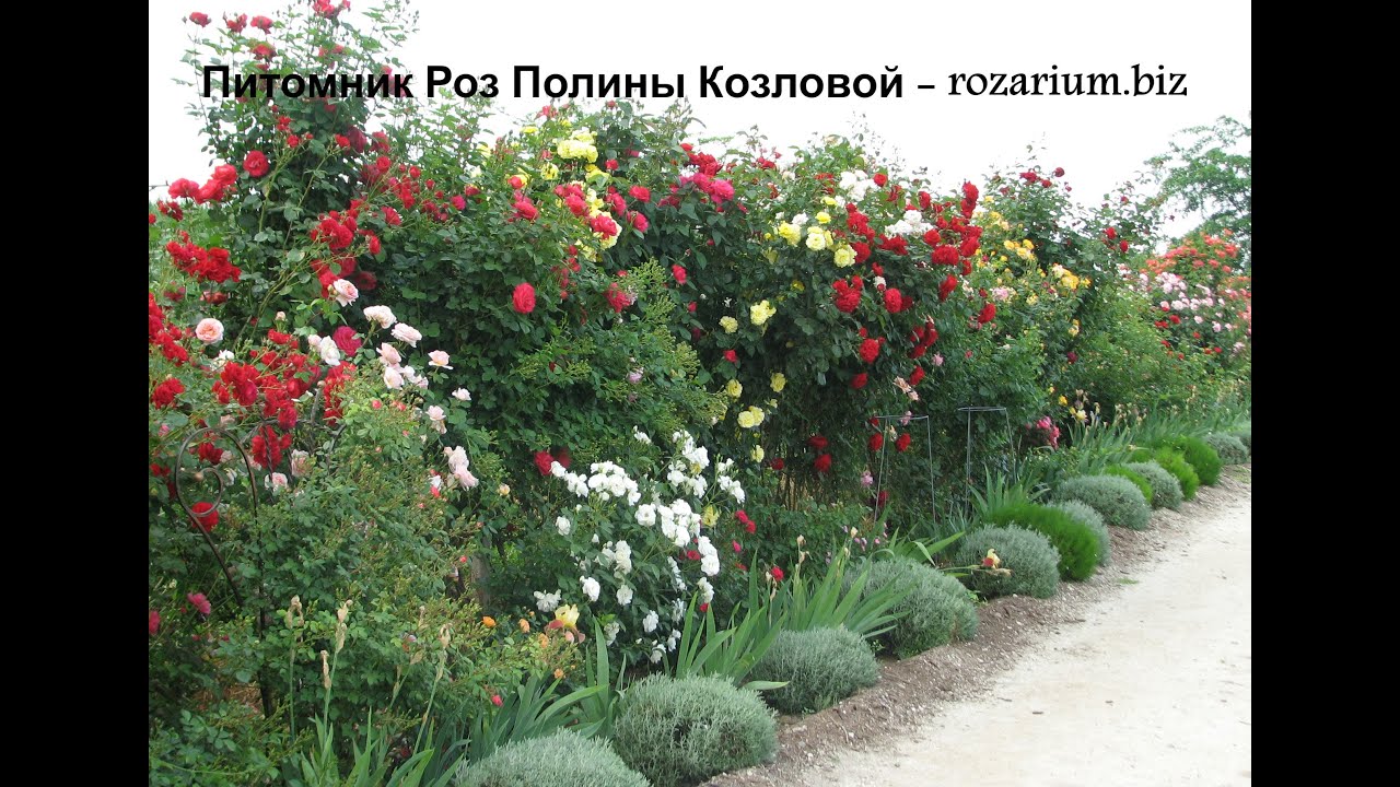 Цветение Роз 2019,  питомник Полины Козловой - rozarium.biz, surprisingly beautiful rose blooming