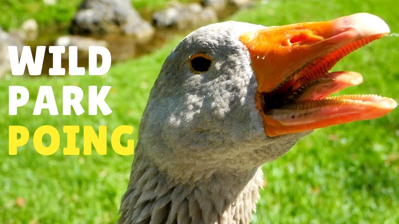 Wild park Poing (near Munich) 2017 - Travel Germany
