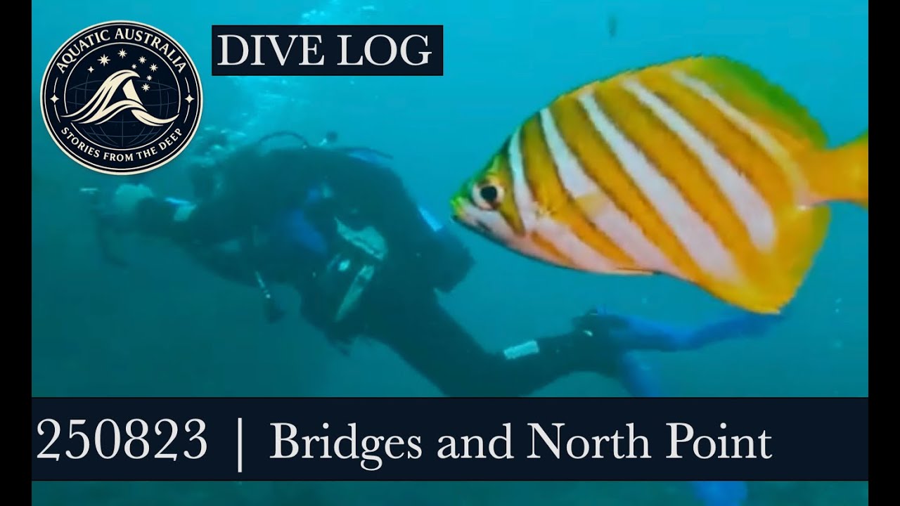 250823 | DIVE LOGS #2099 and 2100 -  Bridges and North Point | Diving Western Australia