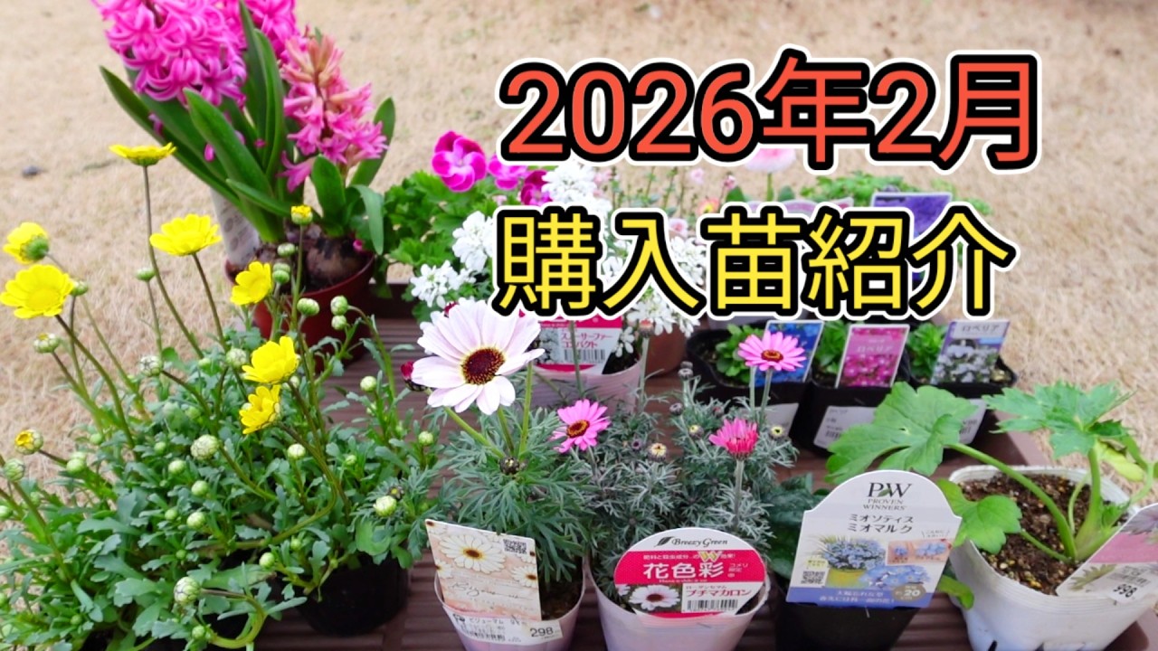 2026年2月育てやすい花苗購入