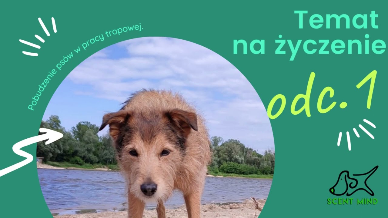 #tematnażyczenie odcinek 1: Pobudzenie w treningu psa tropiącego
