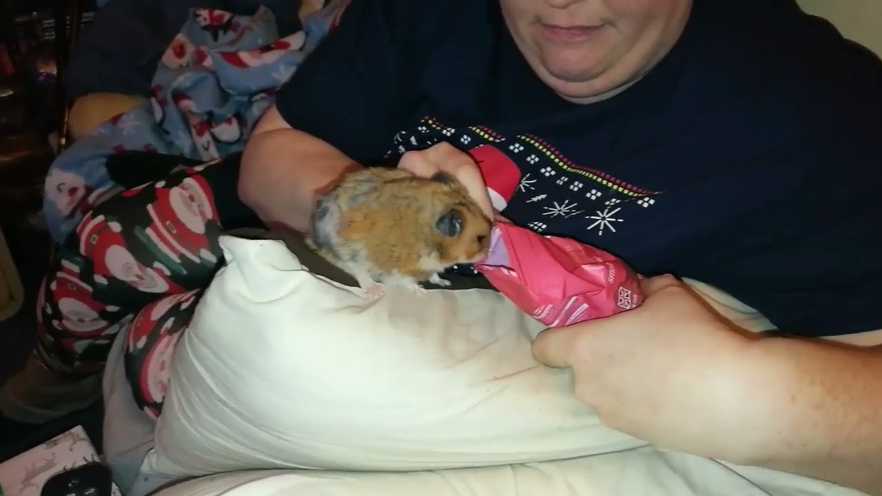Aslan Christmas Present Opening - 2017 - Syrian Hamster
