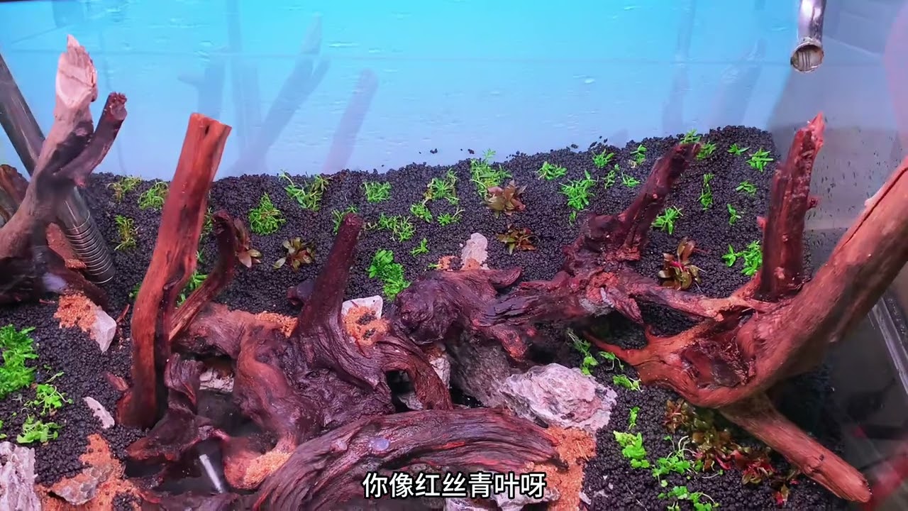 森林洞穴缸