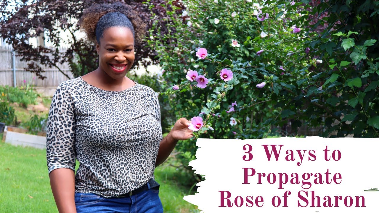 How to Propagate Rose of Sharon