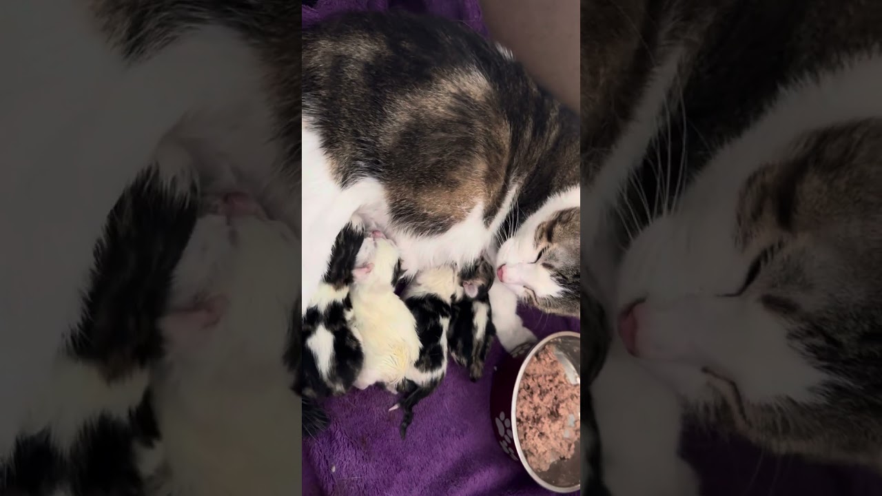 Foster Cat Giving Birth, Struggles to Get the Last One Out!!
