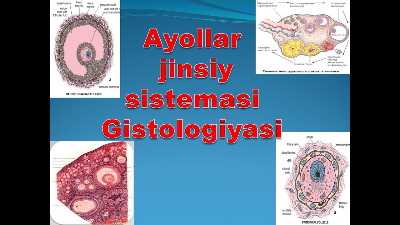 Ayollar jinsiy sistemasi Gistologiyasi