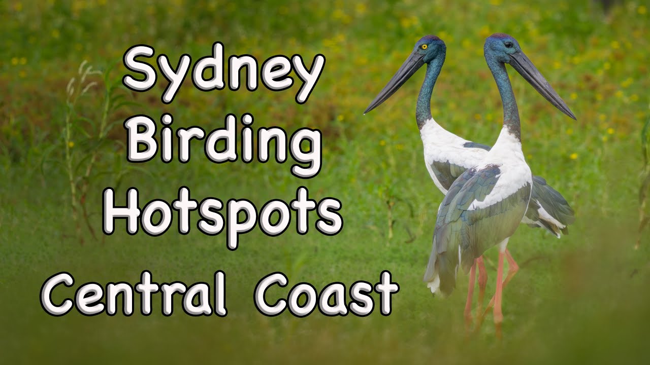 Sydney Birding Hotspots - #22 Central Coast