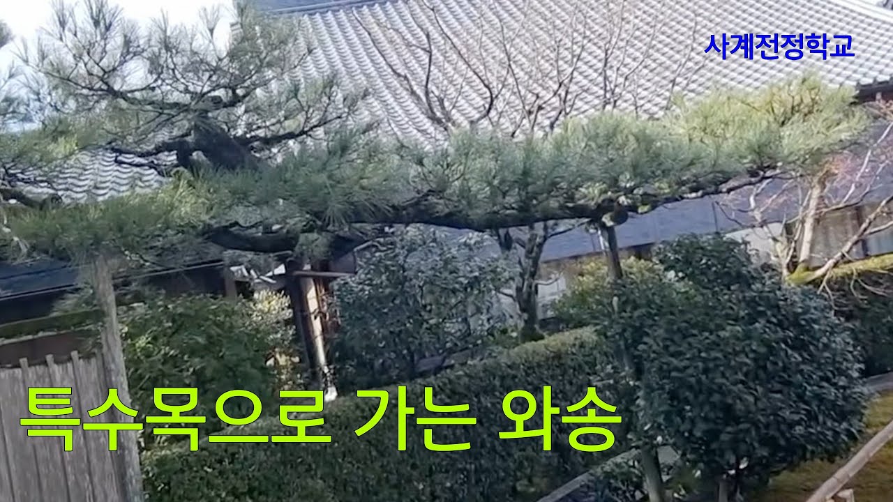 특수목으로 가는 와송 #265사계전정학교 25 10 18