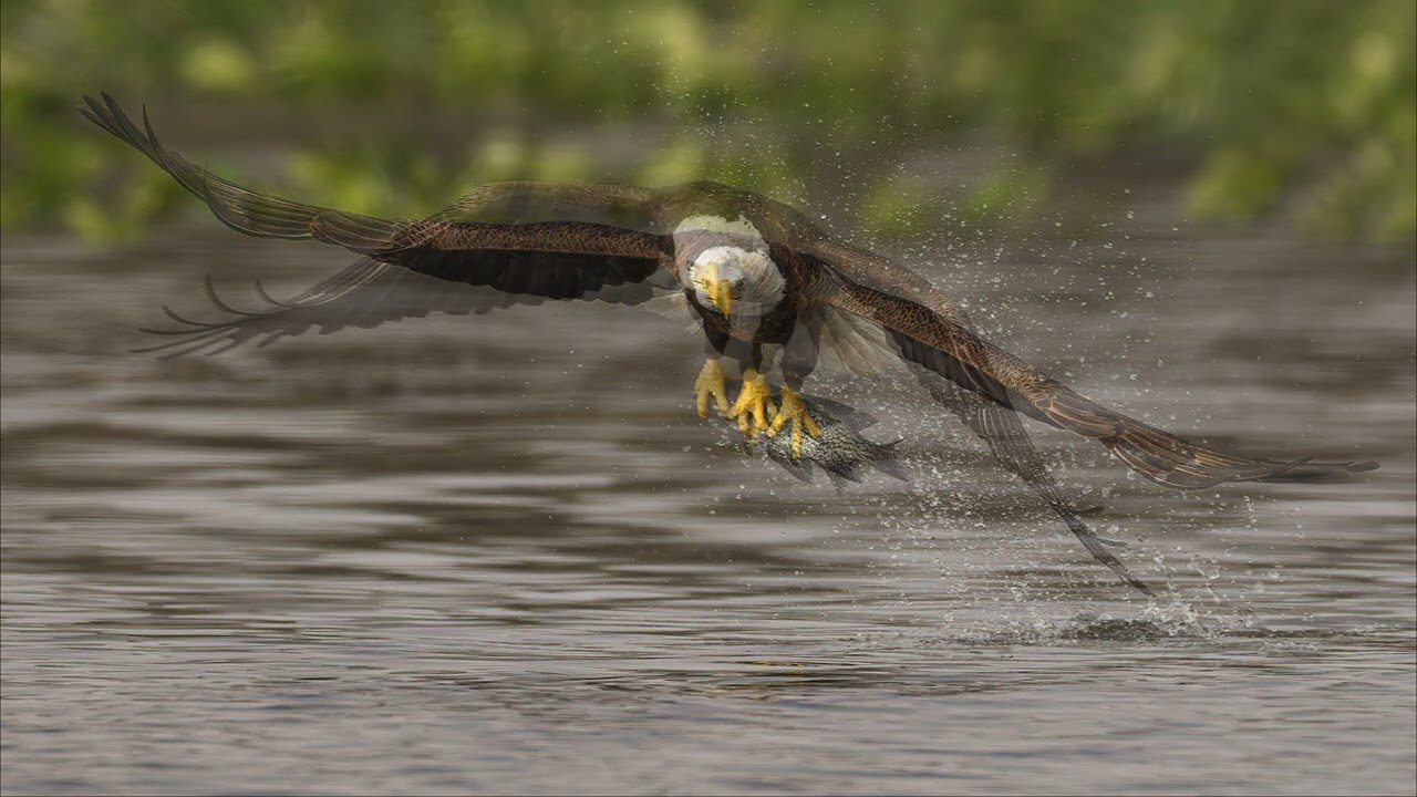 Bald Eagle Coming in Hot!!