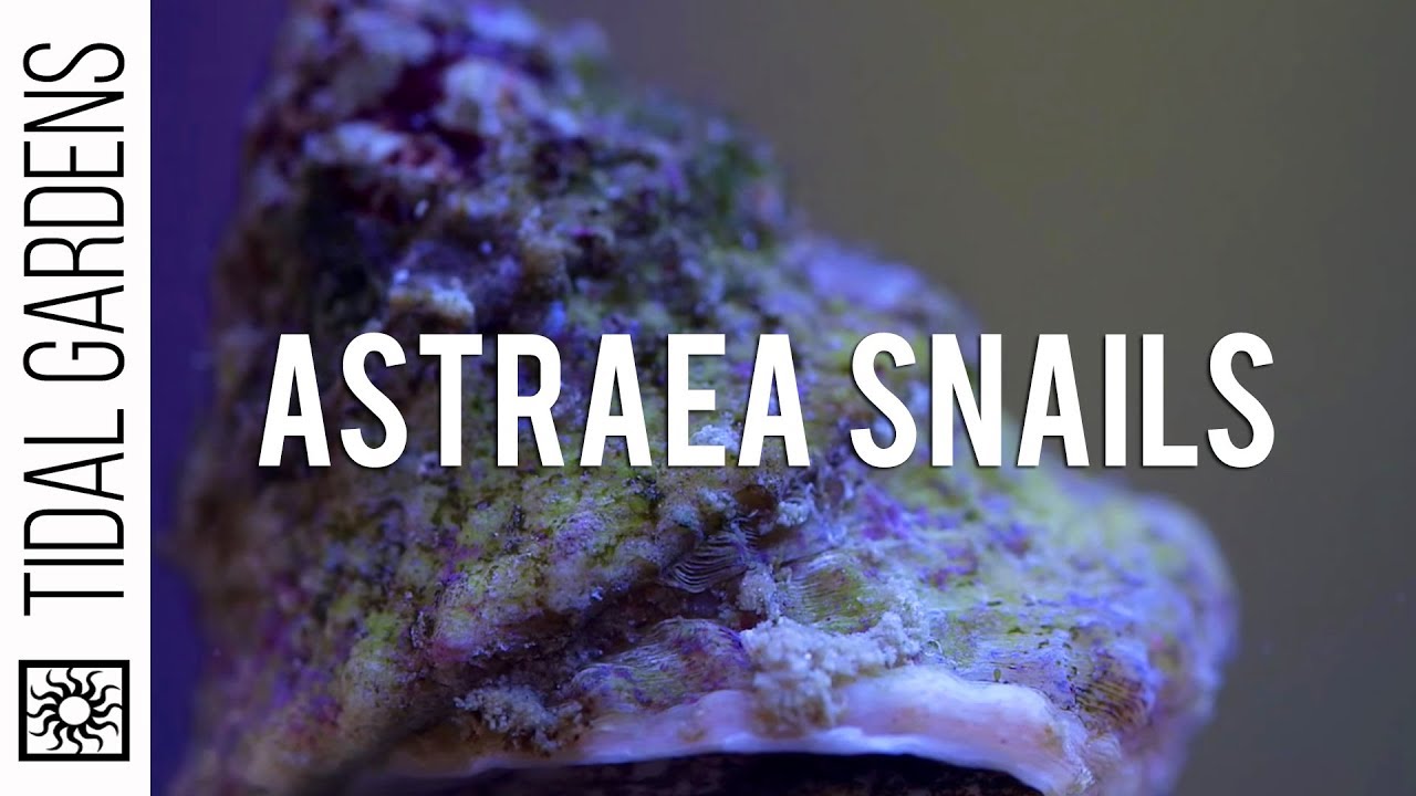 Команда по очистке рифов MVP Astraea Snails