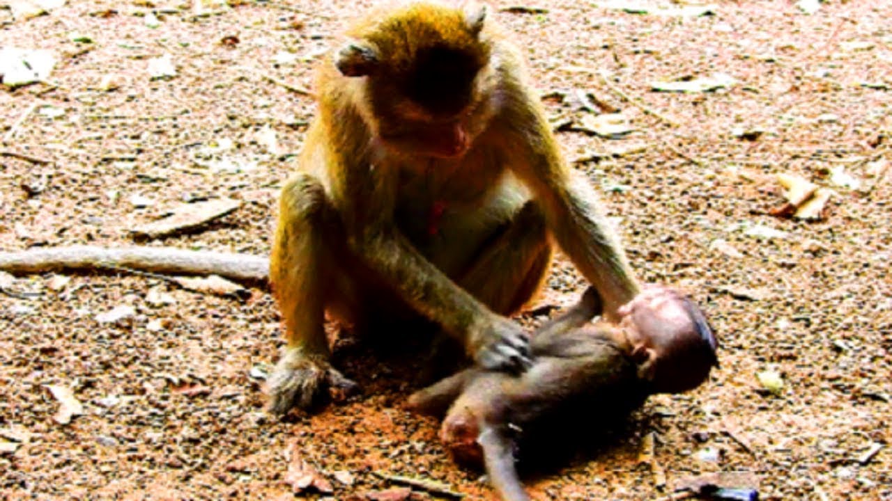 Amari fight Lori seriously while Acheb fight other baby, Please cool down cos you are boss