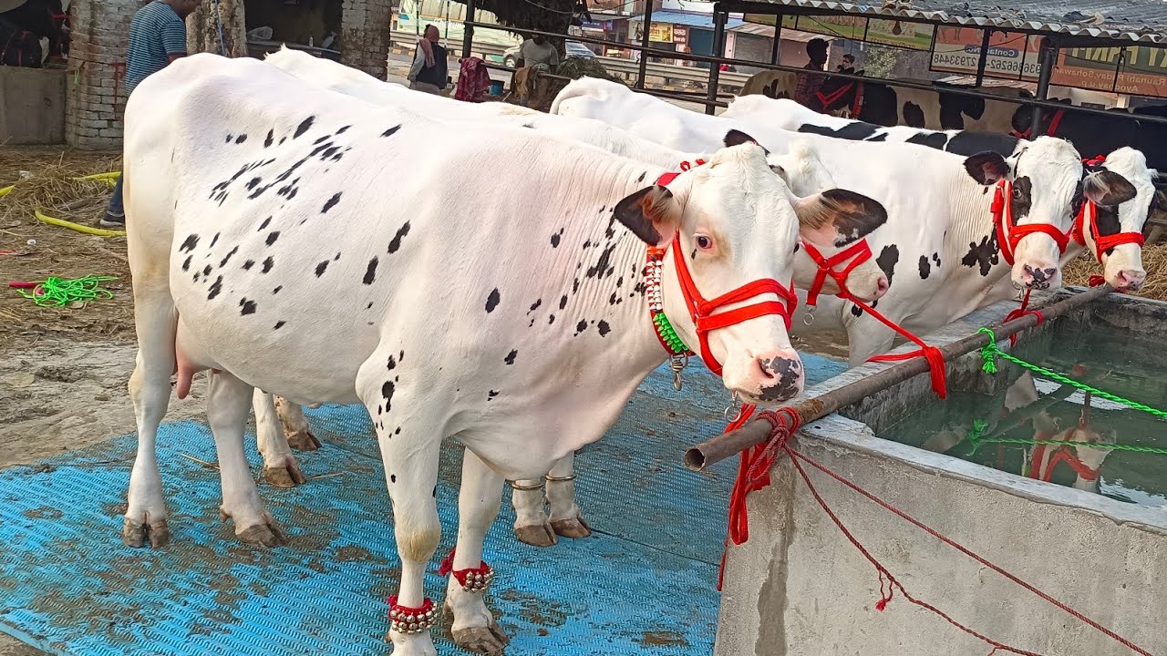 💎🐄HF COWS OF GENETICAL BLOODLINE FROM TOP BREEDING.For Sale.8127933448 ,9936366262.shakil dairy farm