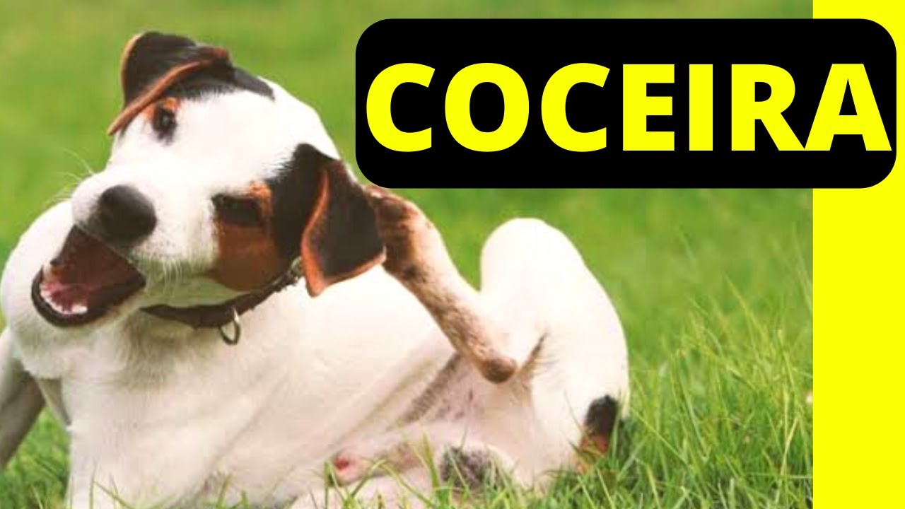 Cachorro com COCEIRA ✅ O QUE FAZER?