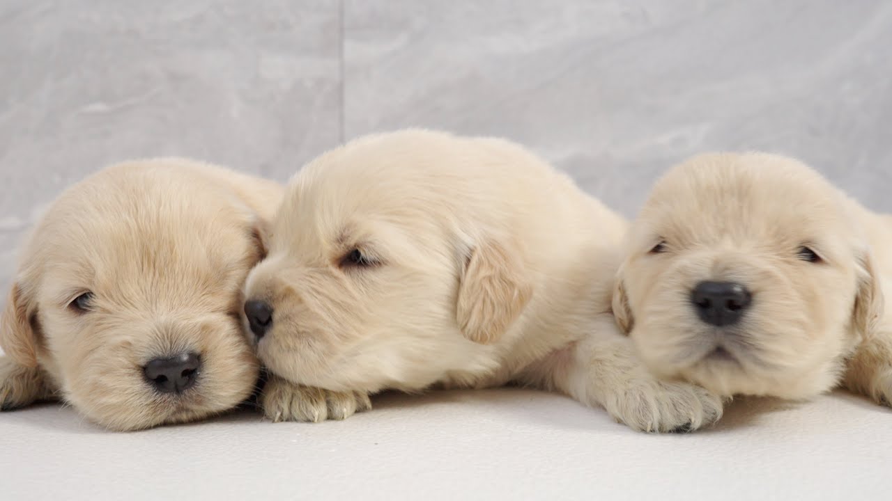 Golden Retriever Puppy Opens Eyes to the World for the First Time