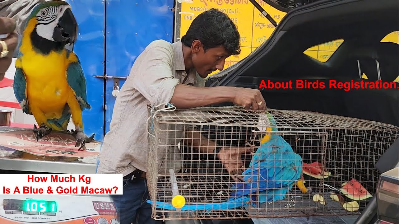 Registration License Of Exotic Birds Parrots / How Much Kg Is A Blue & Gold Macaw?