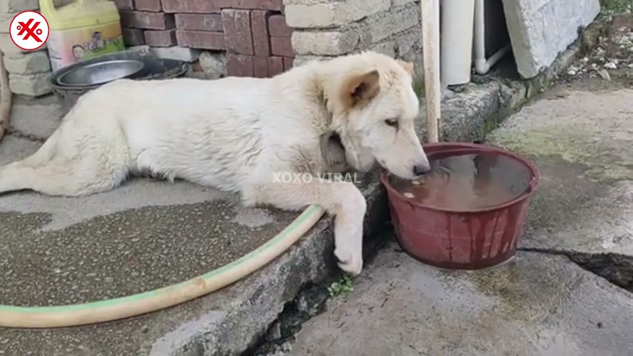 Cute Puppy in The Countryside Compilation Video Part 78 #dog #pets #puppy #cutedog #babydog