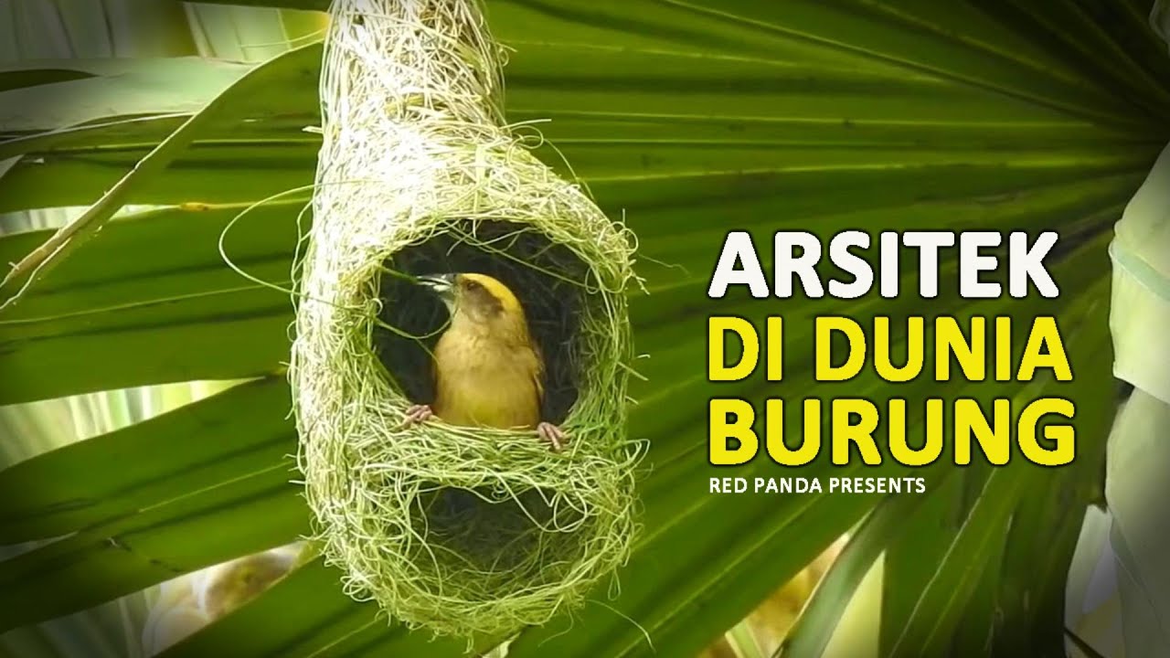 SARANG UNIK BURUNG MANYAR