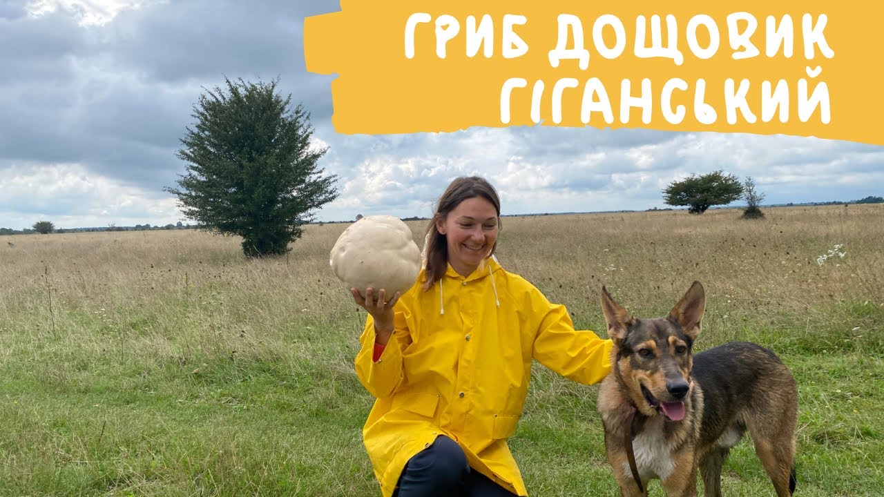 Гриб дощовик